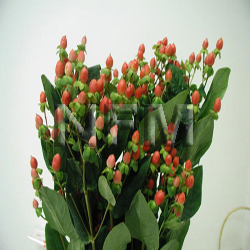 Wholesale Flower Supplier - National Flower Mart